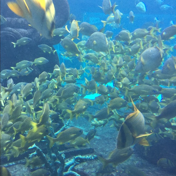 Meet your Posher, Dazzling23 - Picture 1 of 1